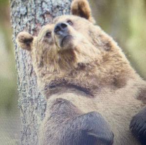 Meet your Posher, Benjamin